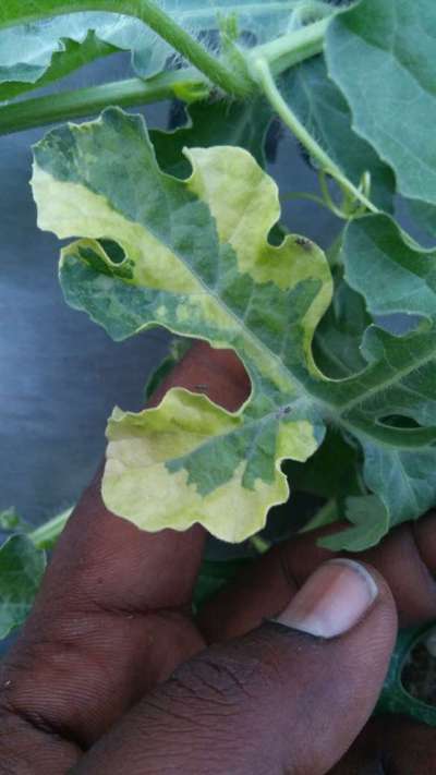 Leaf Variegation - Melon