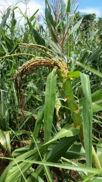 Boron Deficiency - Maize