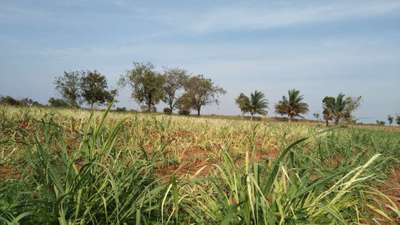 ಸಾರಜನಕ ಕೊರತೆ - ಕಬ್ಬು