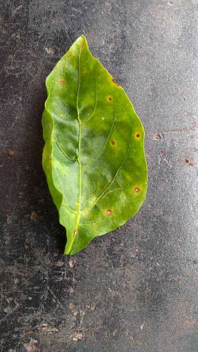 Cercosporiose da Pimenta - Pimentão e Pimenta