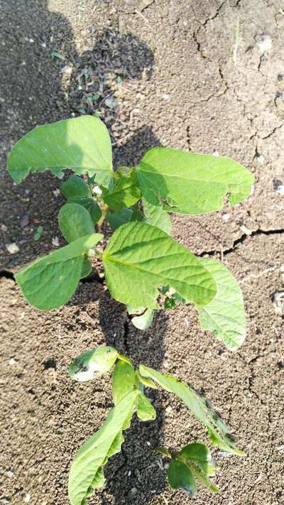 Tobacco Caterpillar - Soybean