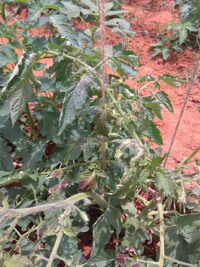 Septoria Leaf Spot - Tomato