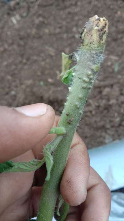 Black Cutworm - Tomato