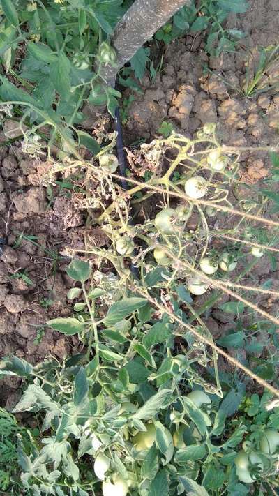 Bacterial Wilt - Tomato