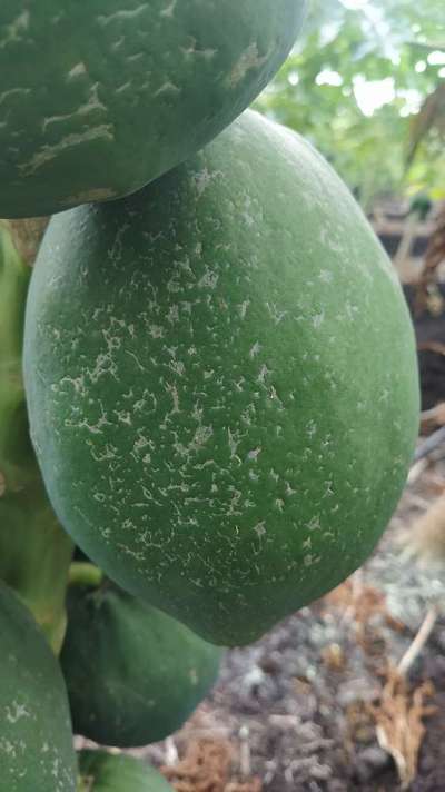 Thrips - Papaya