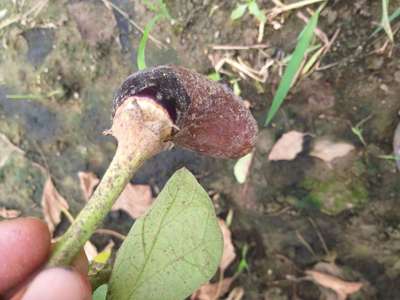 Phomopsis Blight - Brinjal