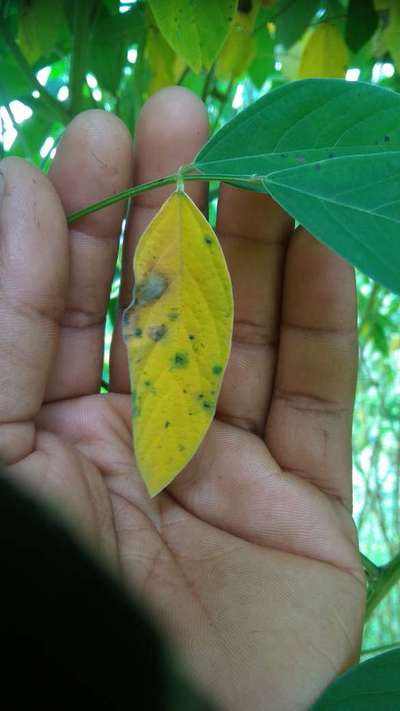 Alternaria Spot - Pigeon Pea & Red Gram