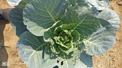 Flea Beetles - Cabbage