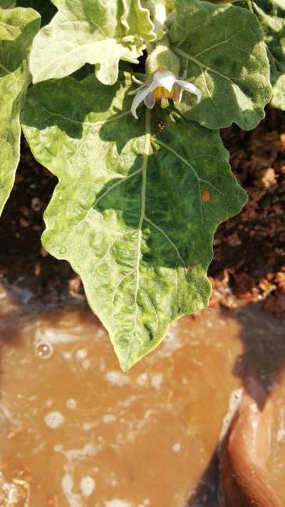 Tobacco Mosaic Virus - Brinjal