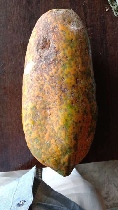 Anthracnose of Papaya and Mango - Papaya