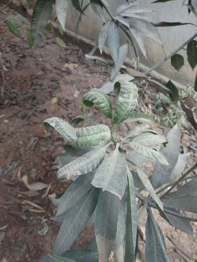 Spider Mites - Mango