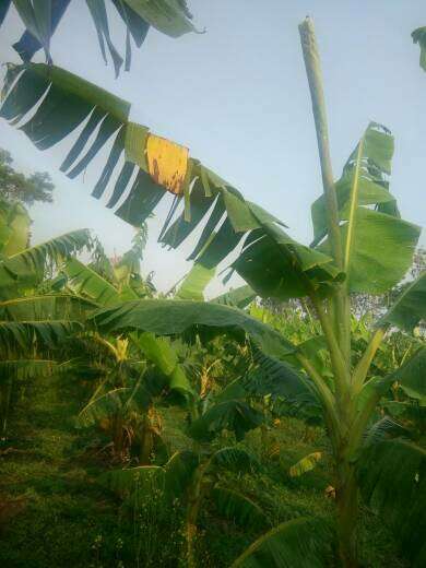 ಕ್ಯಾಲ್ಸಿಯಂ ಕೊರತೆ - ಬಾಳೆಹಣ್ಣು