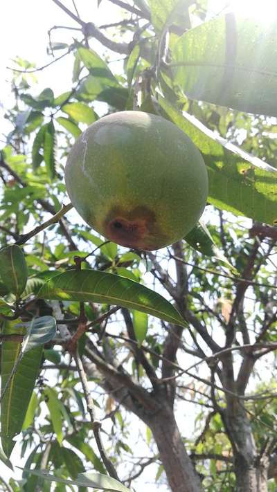 మామిడిలో పండు ఈగ - మామిడి