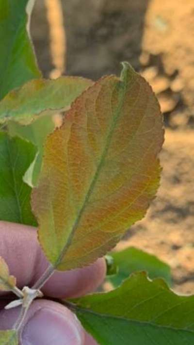 Phosphorus Deficiency - Apple