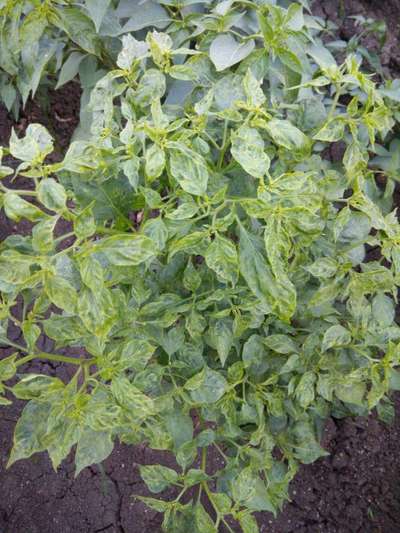 Tobacco Mosaic Virus - Capsicum & Chilli