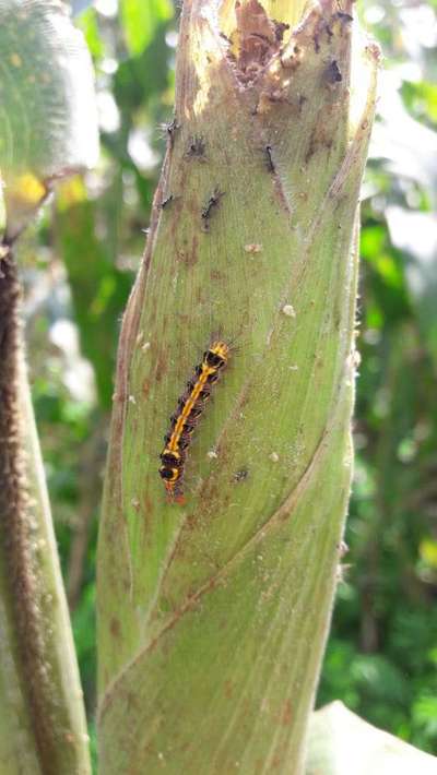 Hairy Caterpillars - Maize