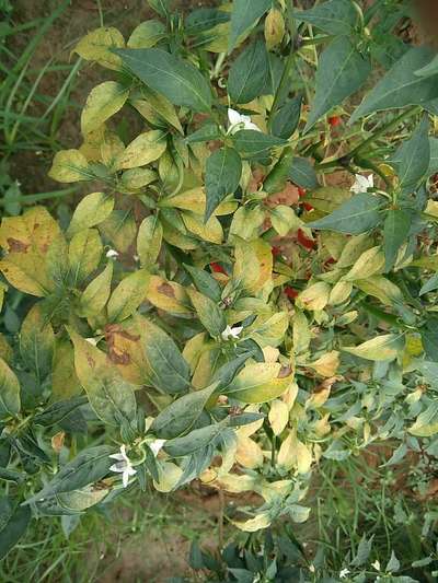 Downy Mildew - Capsicum & Chilli