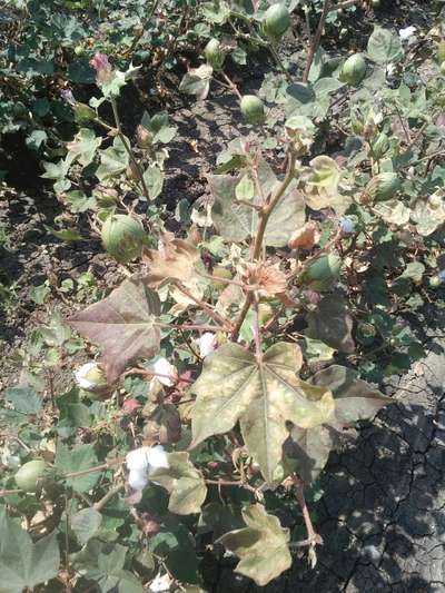 Leaf Reddening of Cotton - Cotton