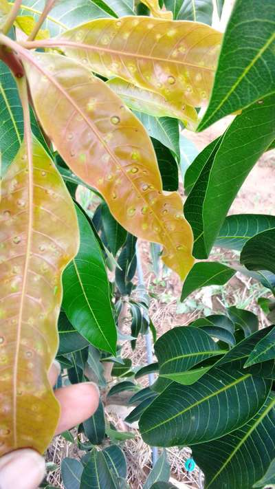 Mango Midge - Mango