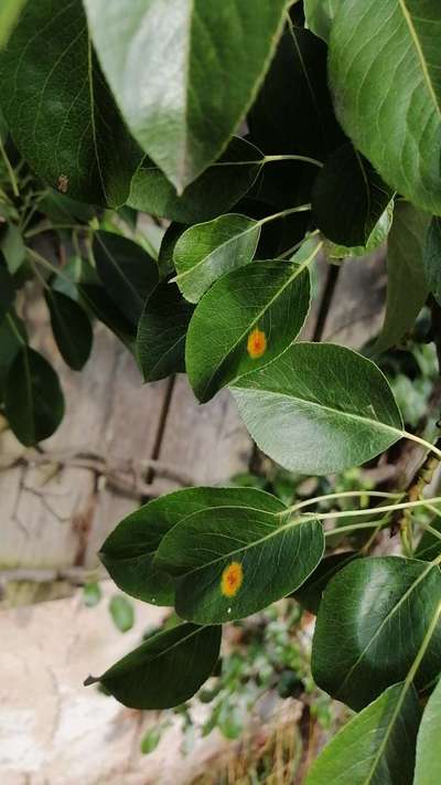 European Pear Rust - Pear