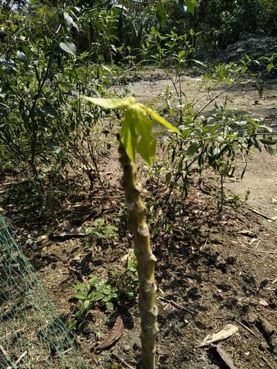 পেঁপের মোজাইক ভাইরাস রোগ - পেঁপে
