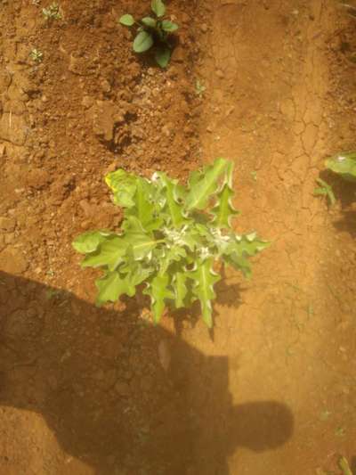 Whiteflies - Brinjal