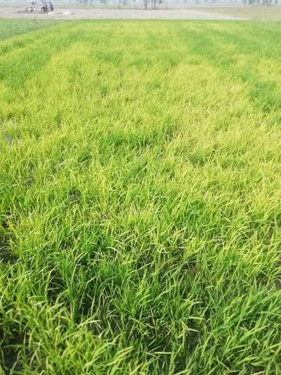 Nitrogen Deficiency - Rice