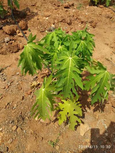 Nitrogen Deficiency - Papaya