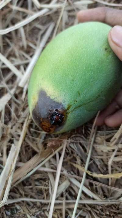 Mango Fruit Borer - Mango