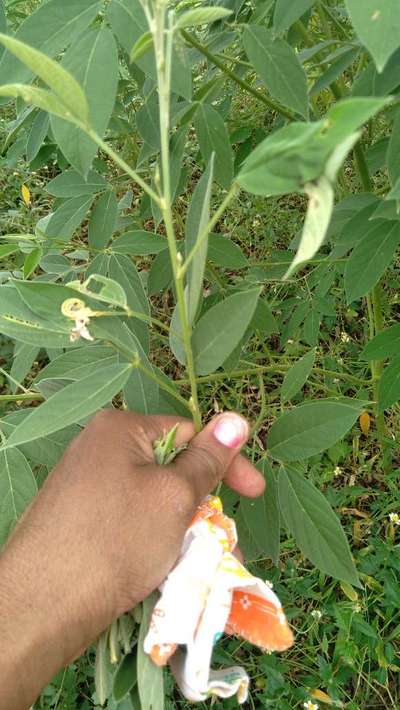 Spotted Pod Borer - Pigeon Pea & Red Gram