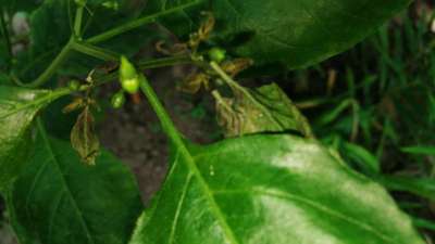 Wet Rot - Capsicum & Chilli