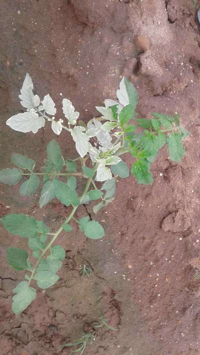 Leaf Miner Flies - Tomato