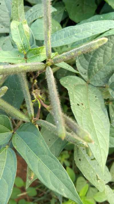 Flea Beetles - Black & Green Gram