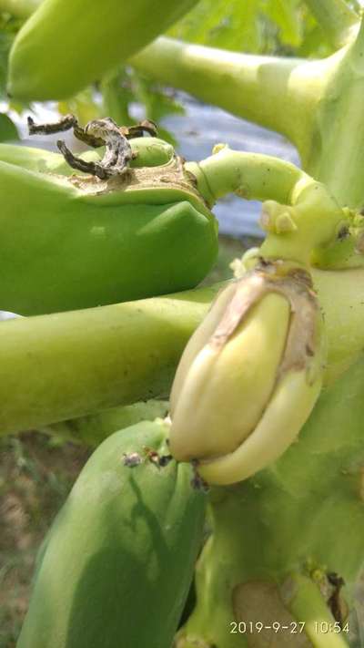 Boron Deficiency - Papaya