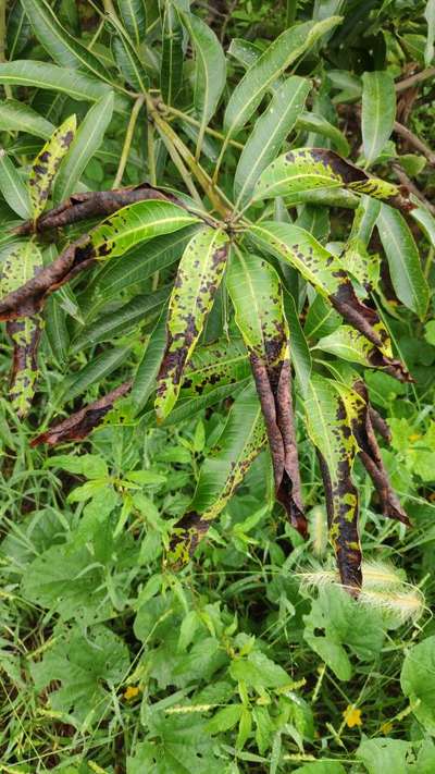 Hairy Caterpillars - Mango