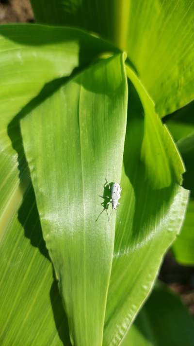 Broad nosed Weevils - Sorghum