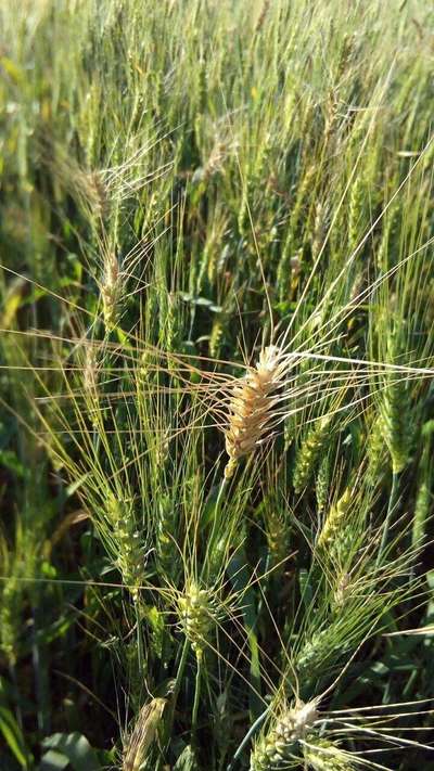Wheat Blast - Wheat