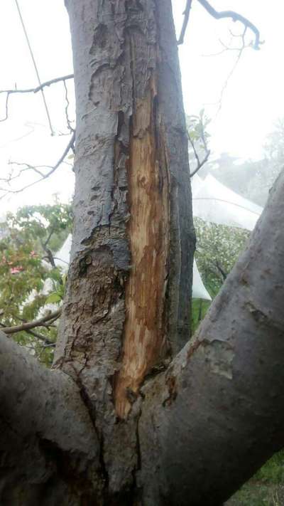 Fruit Tree Canker - Apple