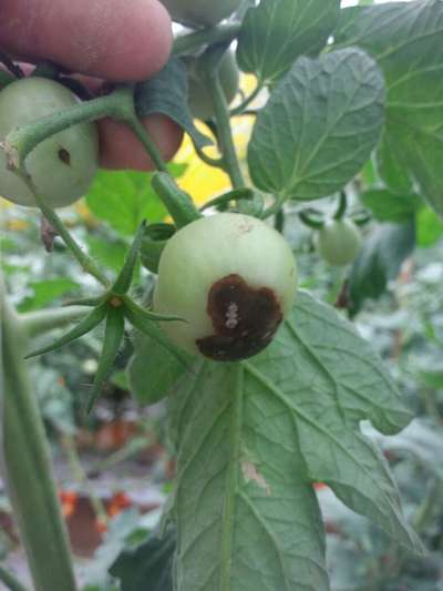 Podridão Apical - Tomate