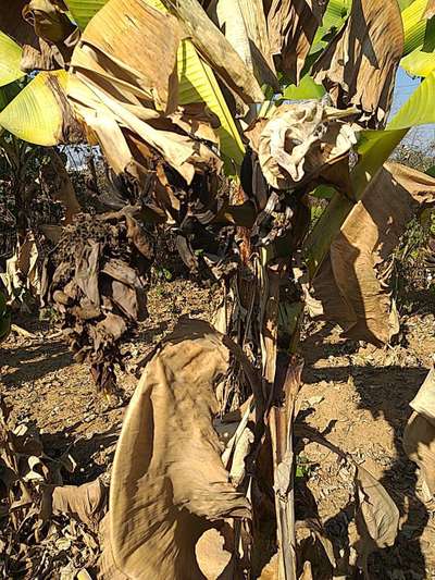 Leaf Blotch of Banana - Banana