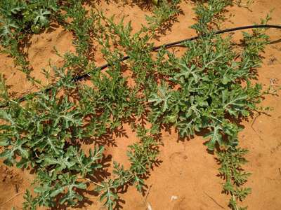 Boron Deficiency - Melon