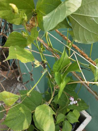 Aphids - Bean