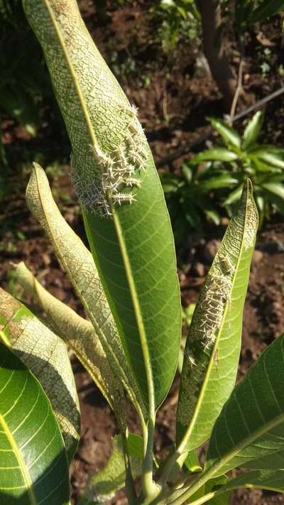 Hairy Caterpillars - Mango