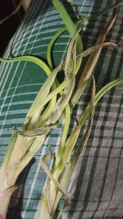 బొట్రేటిస్ ఎండు తెగులు - ఉల్లిపాయ