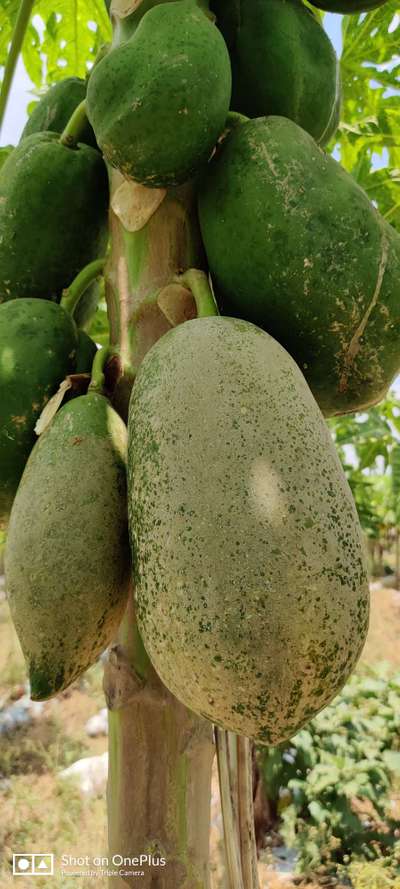 Thrips - Papaya