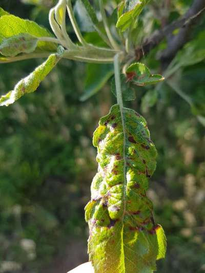 Spider Mites - Apple