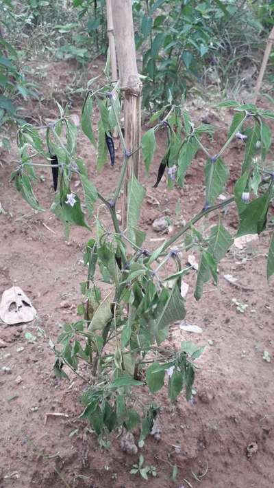 Bacterial Wilt - Capsicum & Chilli