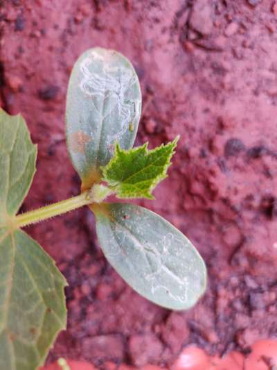 Leaf Miner Flies - Cucumber