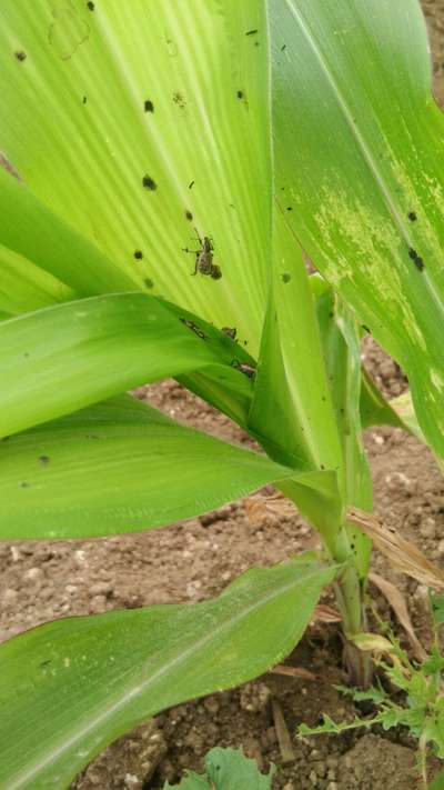 Broad nosed Weevils - Maize