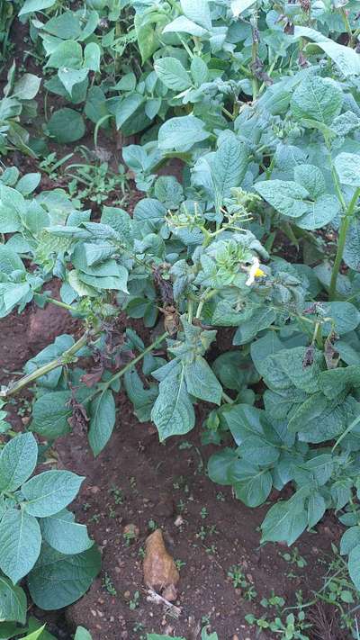 ಜೇಡ ಹುಳ - ಆಲೂಗಡ್ಡೆ
